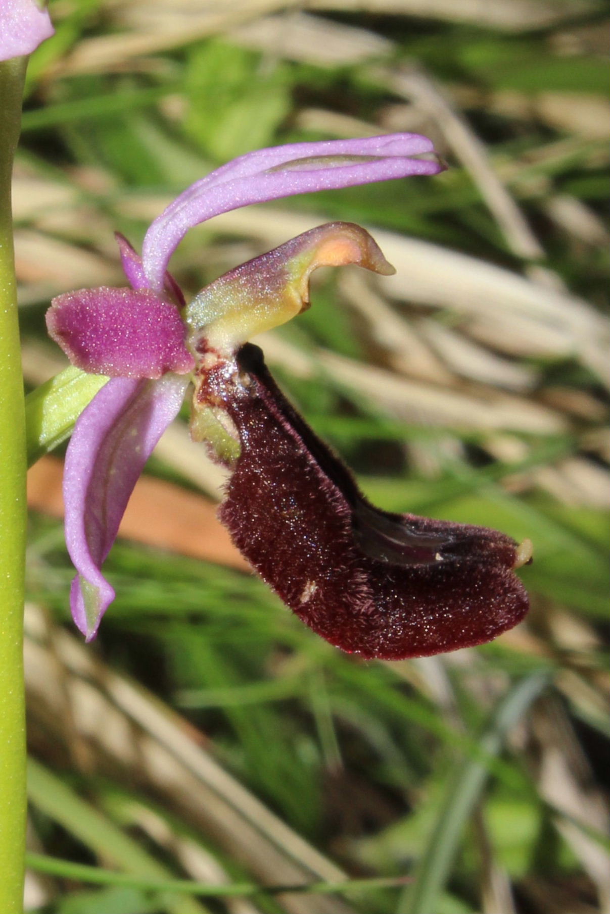 Ophrys romolinii o benacensis ??